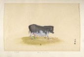 中国动物画谱 | 法国水彩画