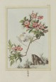 中国植物图谱 | 法国绘本