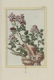 中国植物图谱 | 法国绘本