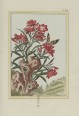 中国植物图谱 | 法国绘本