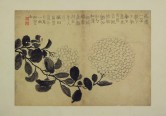 花卉图册 | 清代/金农