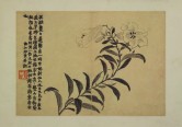 花卉图册 | 清代/金农
