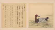 鸟谱·第八册 | 清代/余省&张为邦