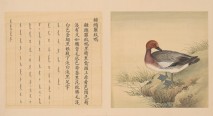 鸟谱·第八册 | 清代/余省&张为邦