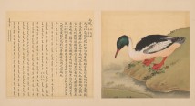 鸟谱·第八册 | 清代/余省&张为邦
