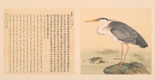 鸟谱·第九册 | 清代/余省&张为邦
