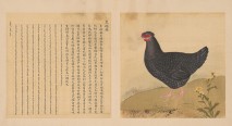 鸟谱·第六册 | 清代/余省&张为邦