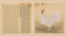 鸟谱·第六册 | 清代/余省&张为邦