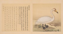 鸟谱·第七册 | 清代/余省&张为邦
