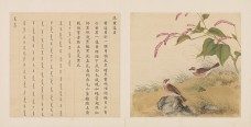 鸟谱·第三册 | 清代/余省&张为邦