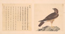 鸟谱·第十二册 | 清代/余省&张为邦
