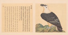 鸟谱·第十一册 | 清代/余省&张为邦
