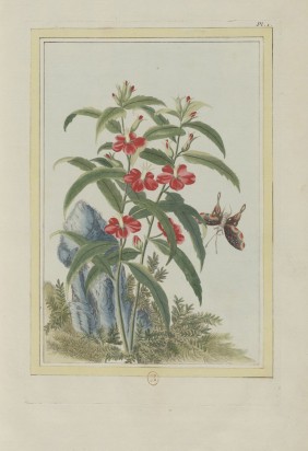 中国植物图谱 | 法国绘本