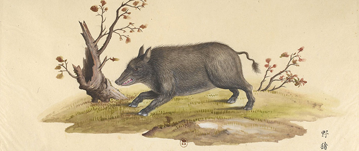 法人绘《中国动物画谱》157幅常见中国动物